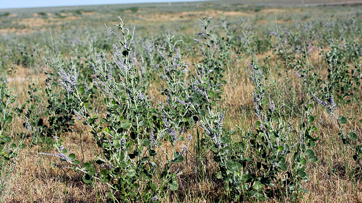 Цветение Ак-курая (псоралея костянковая) Psoralea drupacea