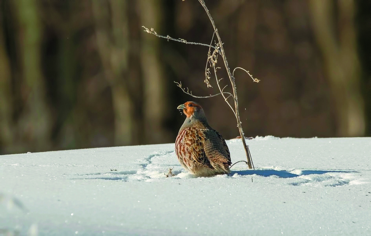Серая куропатка. Автор: Е. Швыдун