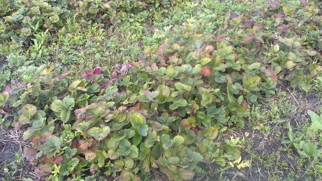 Посадка клубники через каждые 3 года меня измотала. Нашёл 4 метода на 5-10 лет