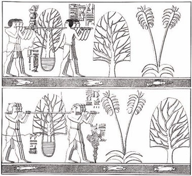 Изображение из Храма Хатшепсут на тему экспедиции в Пунт 
https://ru.wikipedia.org/wiki/