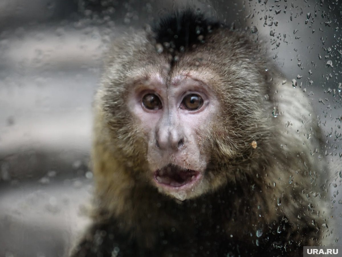     Обезьянку Панча, который стал известен после вирусного видео с его избиением, приняли в стаю (архивное фото)