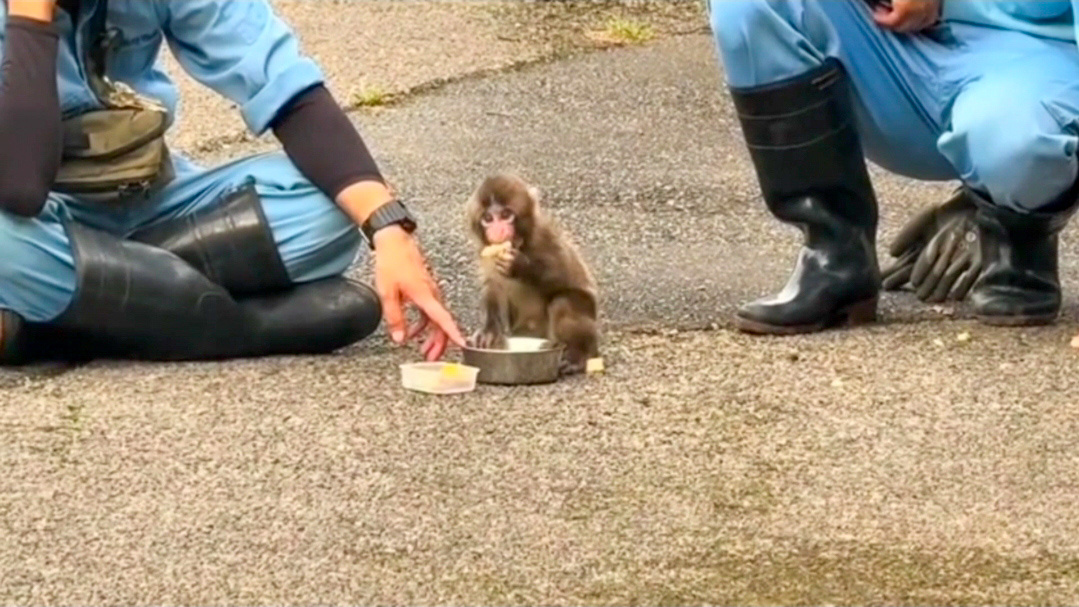 Малыша Панча приучают к самостоятельный жизни 