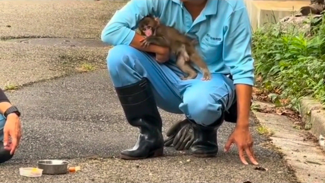 Малыша Панча приучают к самостоятельный жизни 