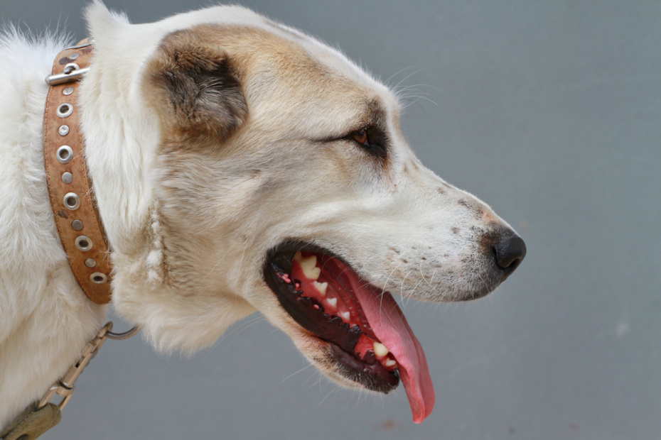    Shutterstock/FOTODOM