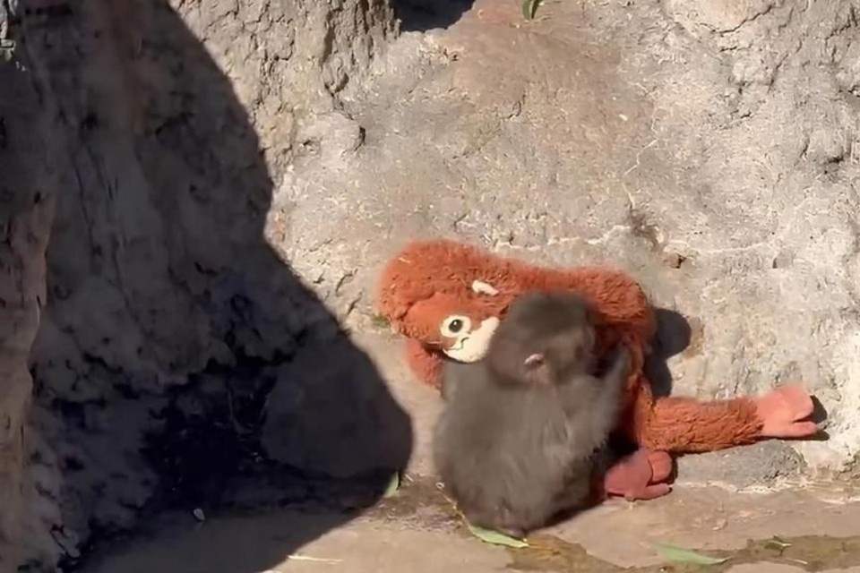    Панч на расстается с игрушечным другом. Фото: кадр из видео.