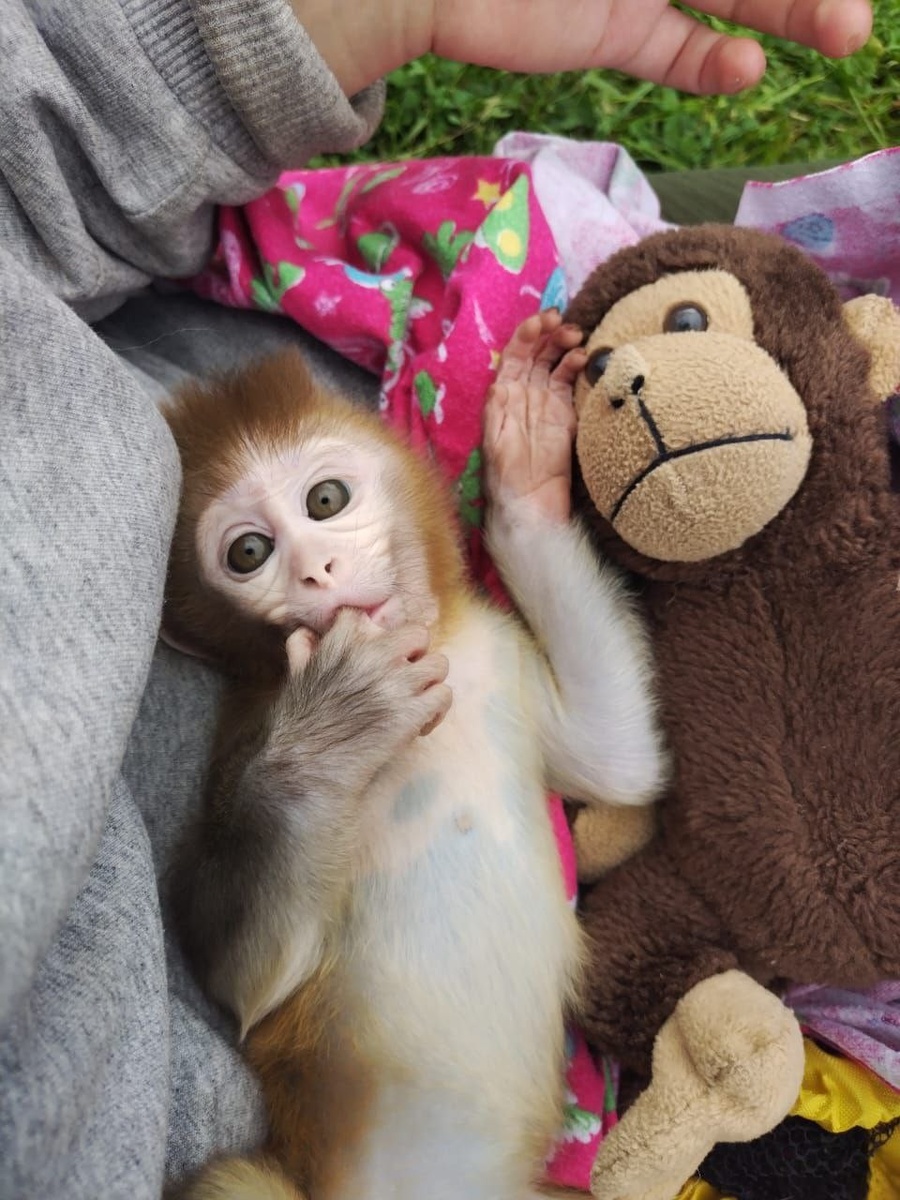    Паулина смогла освоиться и нашла друзей. Фото: ИФ РАН им. Павлова.