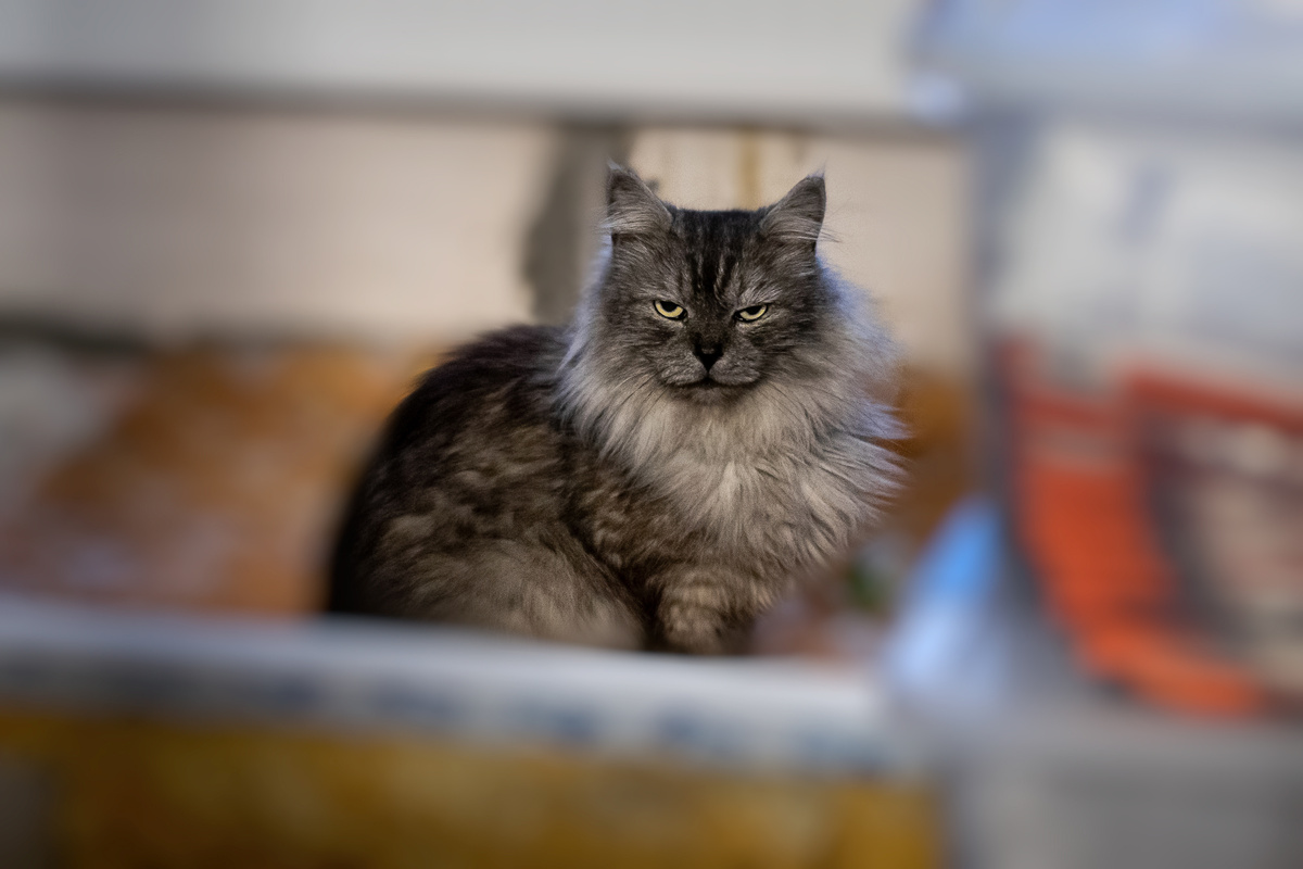 А это Лорд :) И он ищет дом