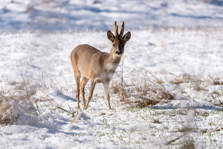   Stephan Schulz/dpa/Global Look Press