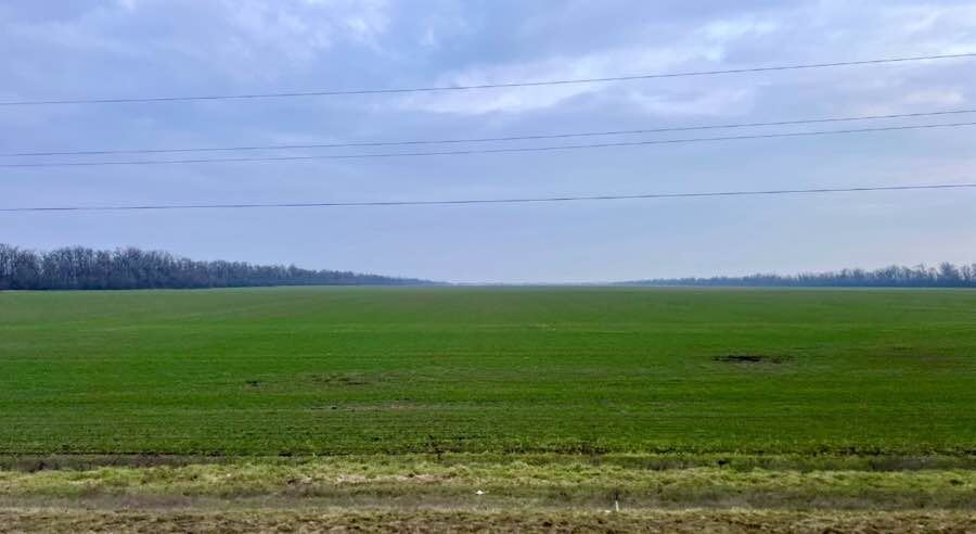 Состояние озимой пшеницы в Ростовской области на конец зимы 2026. Фото автора канала