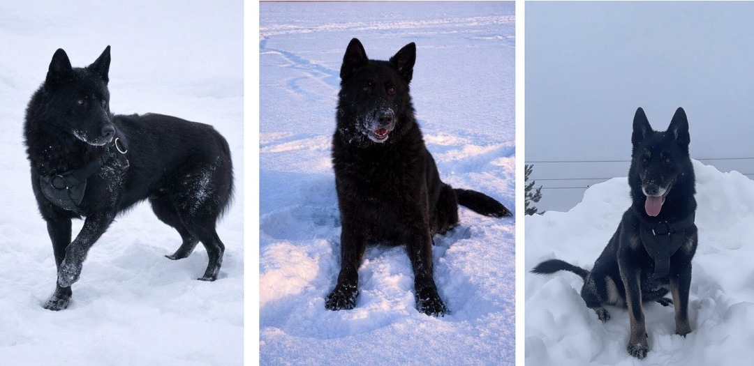 В Кирове ищут новый дом три бывших полицейских пса