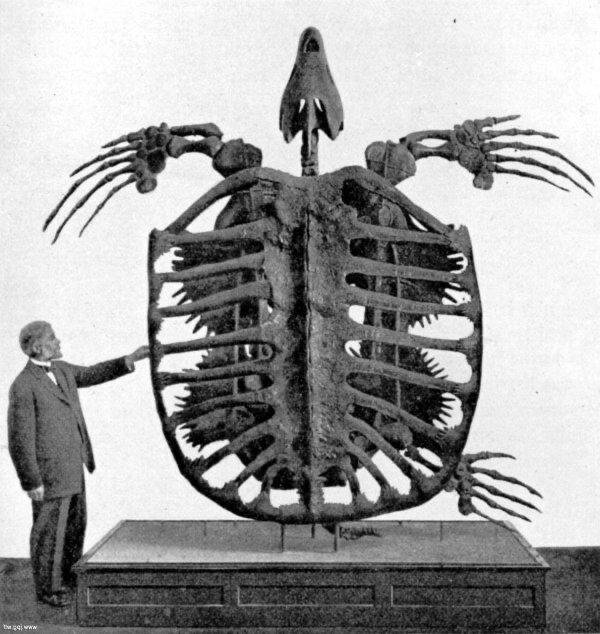Скелет архелона (Archelon ischyros) в Йельском музее. Снимок сделан примерно в 1902 году. Эта морская черепаха мелового периода достигала 4,6 метра в длину и весила больше 2,2 тонны.