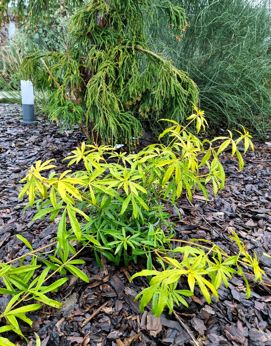 Choisya ternata 'Goldfingers' ('Limo'PBR). За ней - криптомерия 'Kiara Gold'.