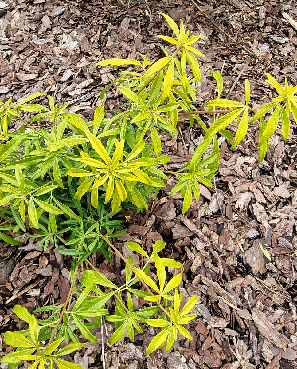 Choisya ternata 'Goldfingers' ('Limo'PBR). Февраль. Анапа.