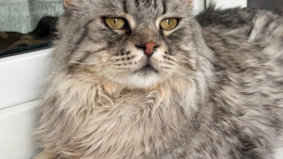 Срочный поиск дома для найденного котика! Москва, Питер