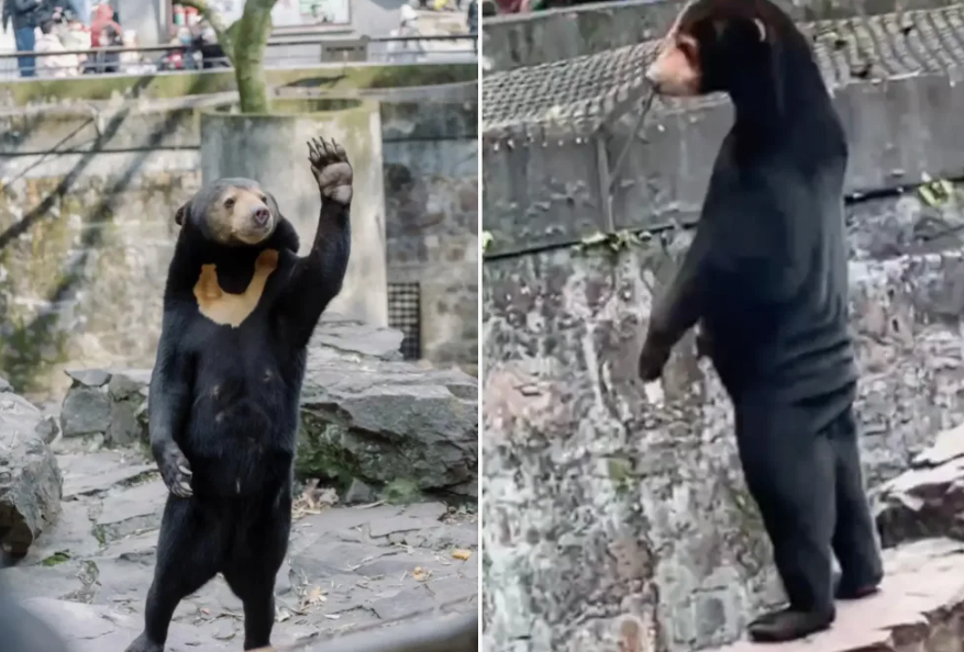 В 2023 году на просторах Интернета появилось видео из Ханчжойского зоопарка, на котором малайский медведь "Анджела" стоит на задних лапах совсем как человек
