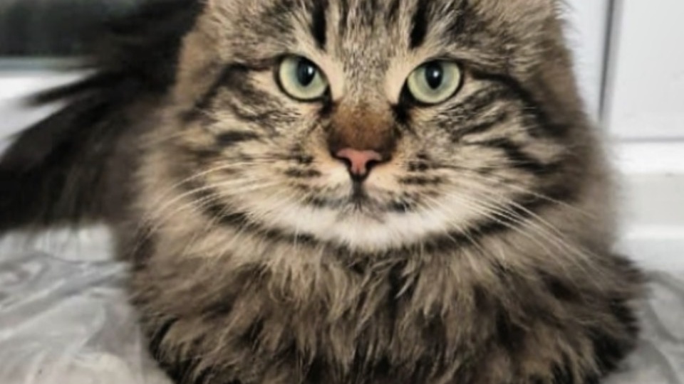 Кошкина судьба