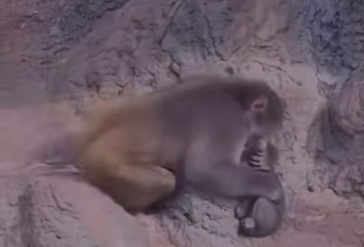 фото: скриншот видео РИА Новости