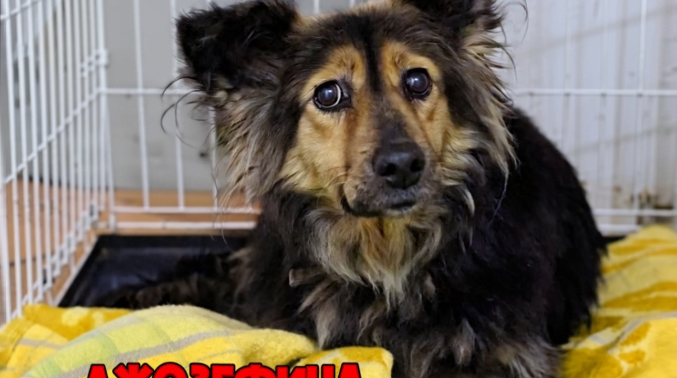 Собачка-инвалид в ЭКСТРЕННОМ поиске ОПЕКУНА!