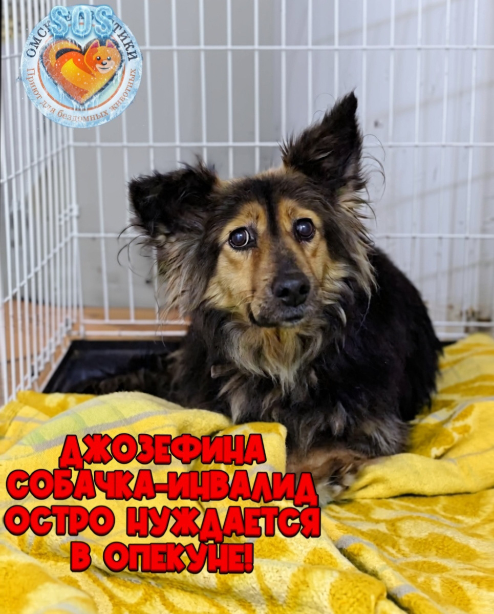 Приют уже НЕ ВЫДЕРЖИВАЕТ НАГРУЗКИ.️..