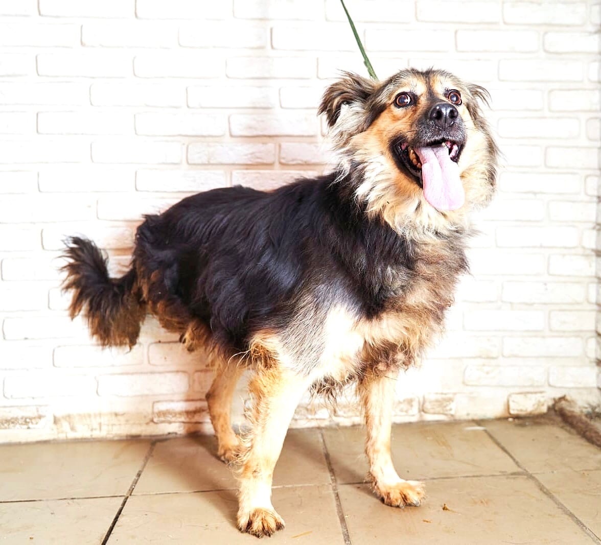 У нашей собачки ампутирована одна задняя лапка...