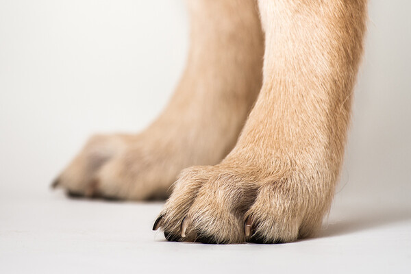 Shutterstock/Pavel Hlystov   📷