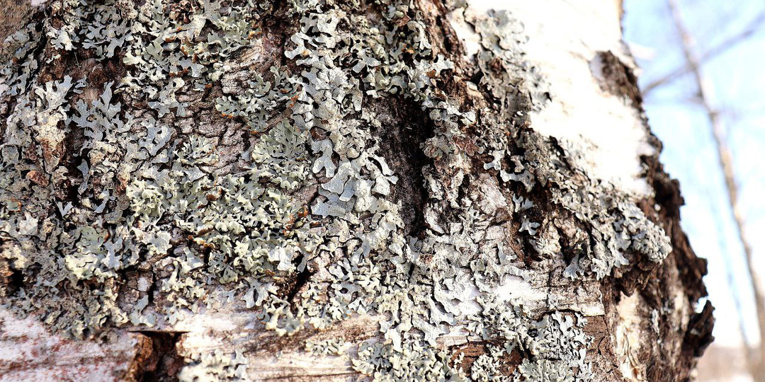 О чём рассказывают лишайники?