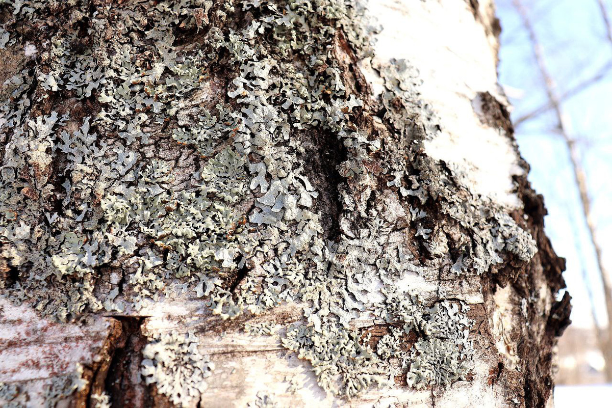 фотография из архива музея-заповедника "Изборск"