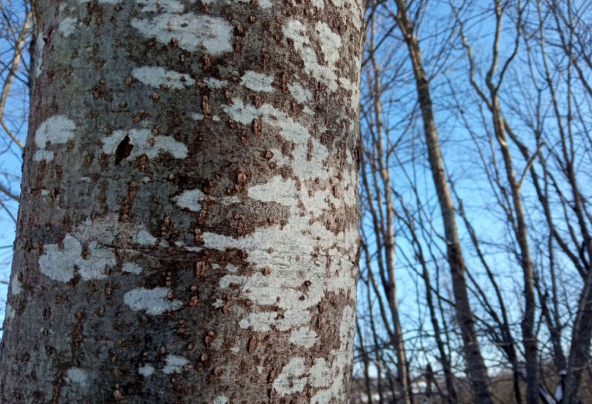 фотография из архива музея-заповедника "Изборск"