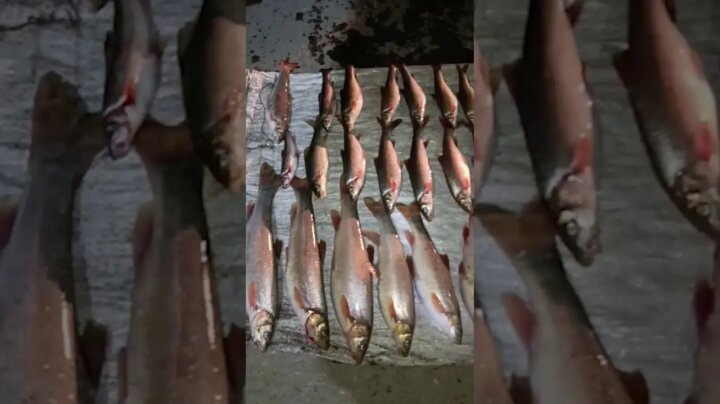 В Андижане браконьеры, при помощи электроудочки, наловили рыбы на 360 млн сумов