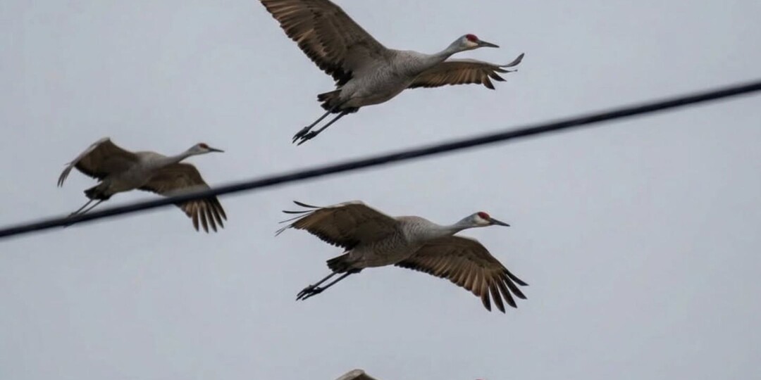 Весна близко: над Брестом замечены первые журавли