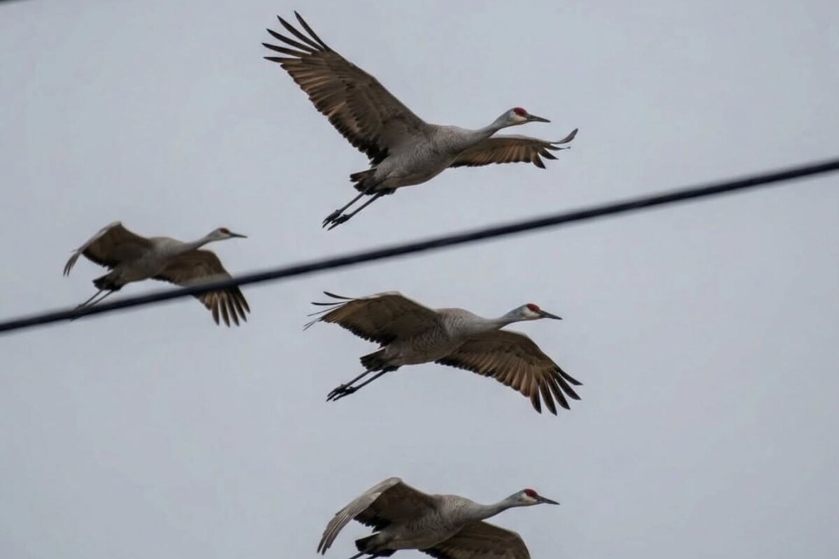  Журавли в небе над Брестом. © Дом Брестского Аиста, threads.com