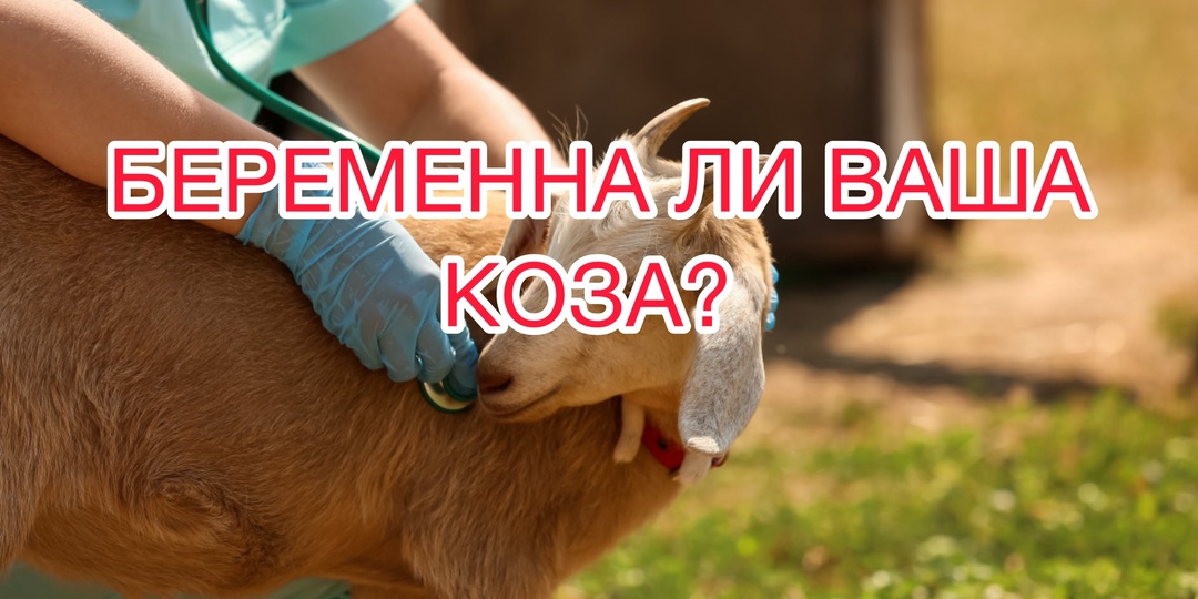 БЕРЕМЕННА КОЗА ИЛИ НЕТ?!?🐐🐐😘🐐