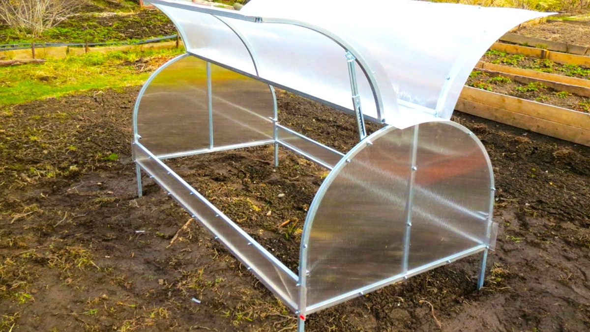 теплица бабочка