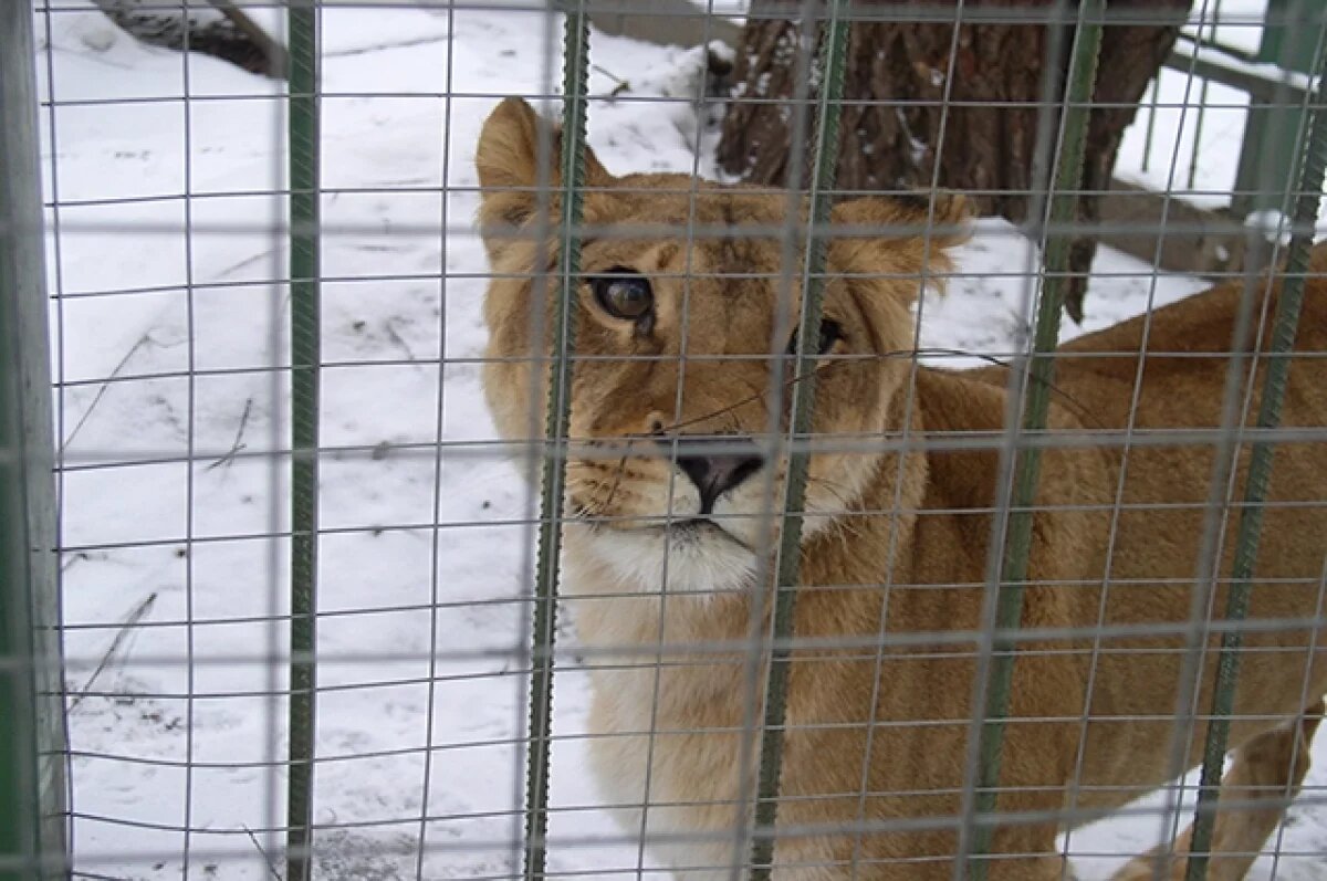    У жителя Махачкалы приставы забрали «домашнюю» львицу