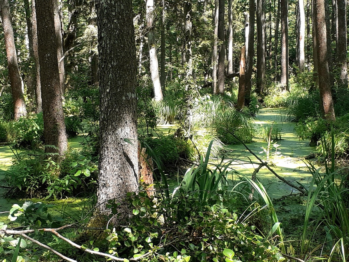 Елена Зареченская
