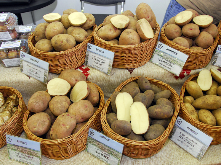   Елена Минашкина