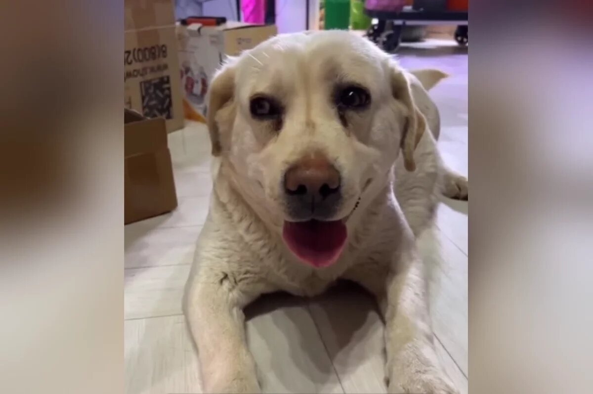    Остался один день: метиса лабрадора Дуню могут выбросить на улицу