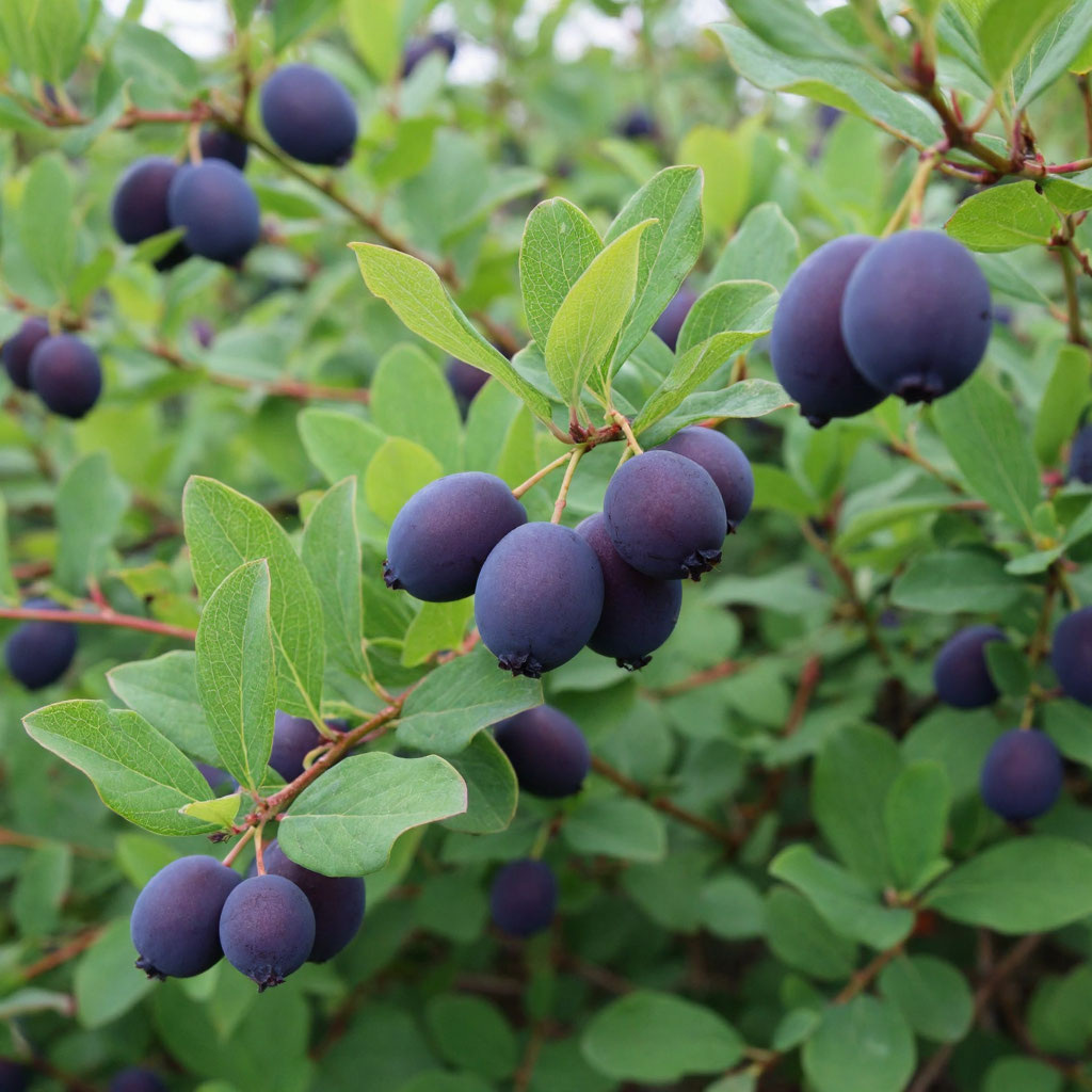 #жимолость куст