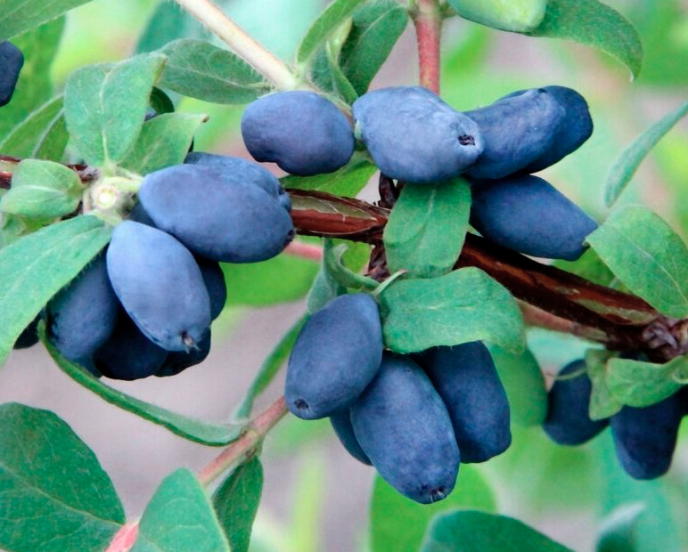 #жимолость ягоды