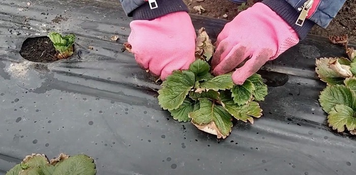 Старые листья, мульчу убираем без жалости — в них зимуют болезни.