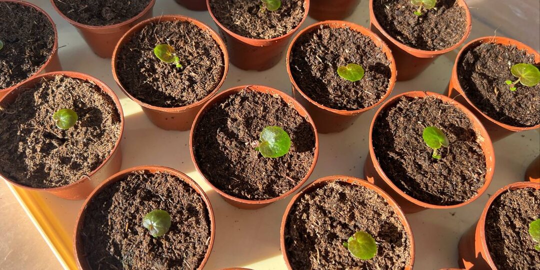 ПИКИРОВКА БЕГОНИИ