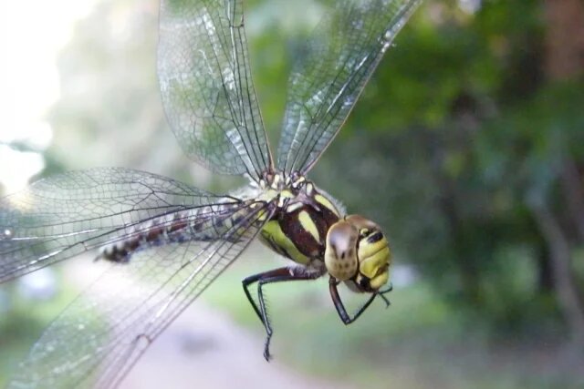    К чему снится стрекоза?