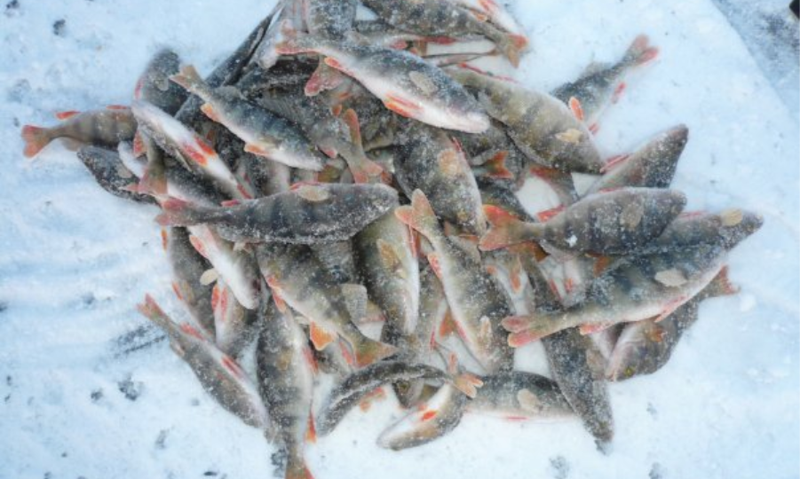 Топ-3 ошибки при ловле окуня зимой и как их избежать