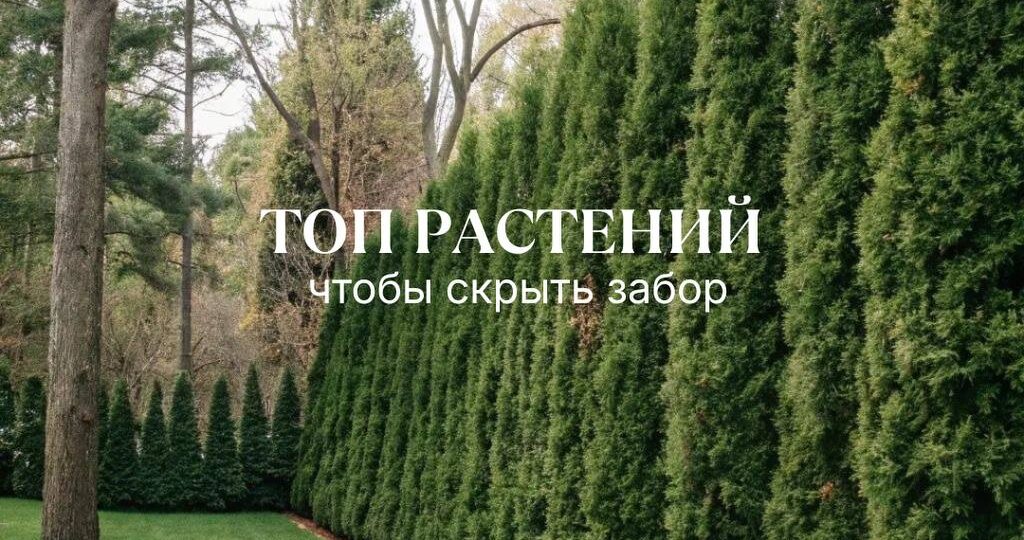 Забор — это не просто граница участка