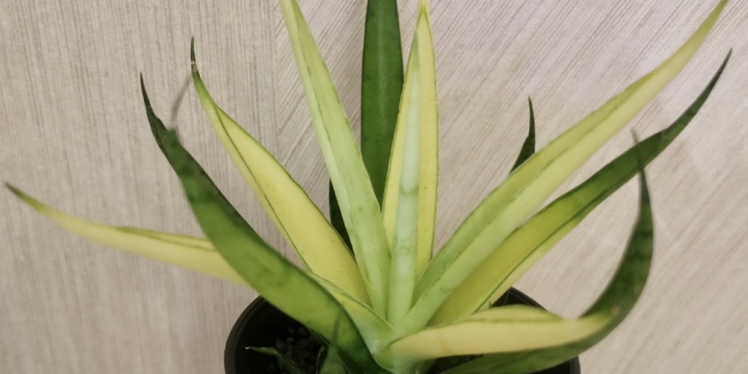 Сансевиерия Комет потеряла цвет: что пошло не так?