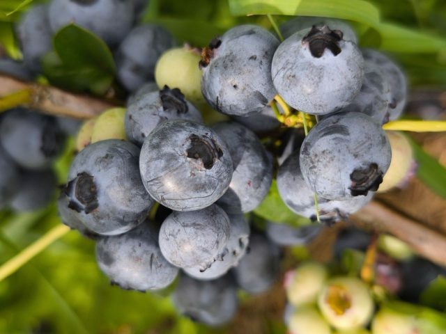 Голубика Чандлер — рекордсмен по размеру ягоды: отдельные плоды достигают 25 мм и выглядят почти как виноград. Урожай созревает постепенно, сбор растягивается до месяца, зато свежая ягода на столе почти всё лето.  📷
