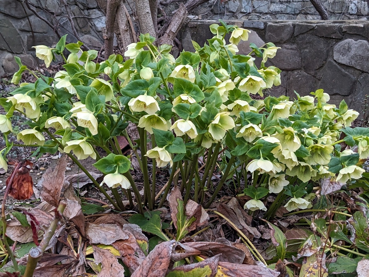 Морозник во всей красе