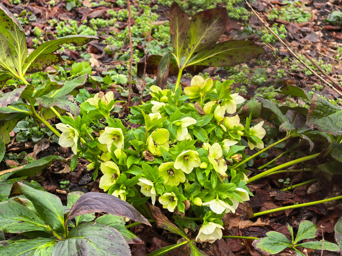 Подсмотренный на даче через рабицу