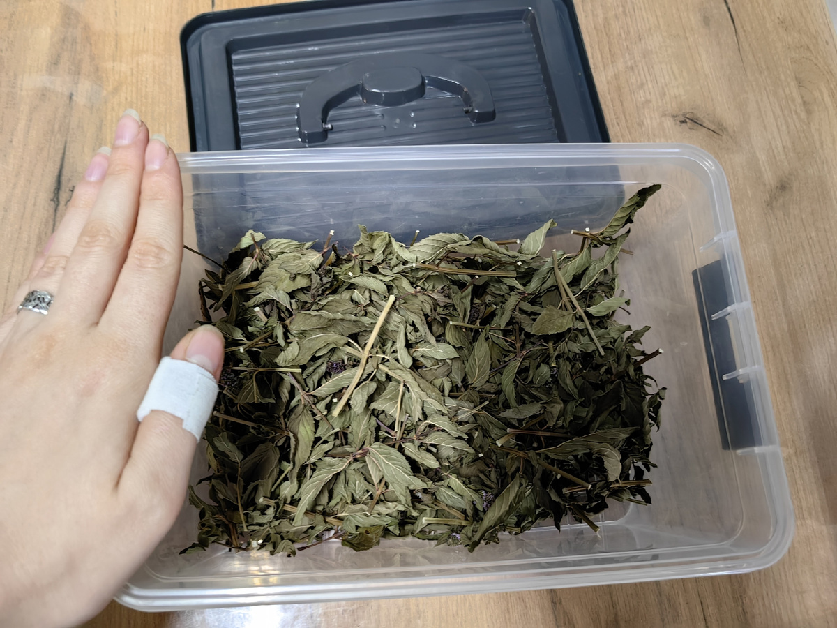 Вот она ментоловая мята от родителей. Липа уже закончилась. Мало насушила в этом году. 