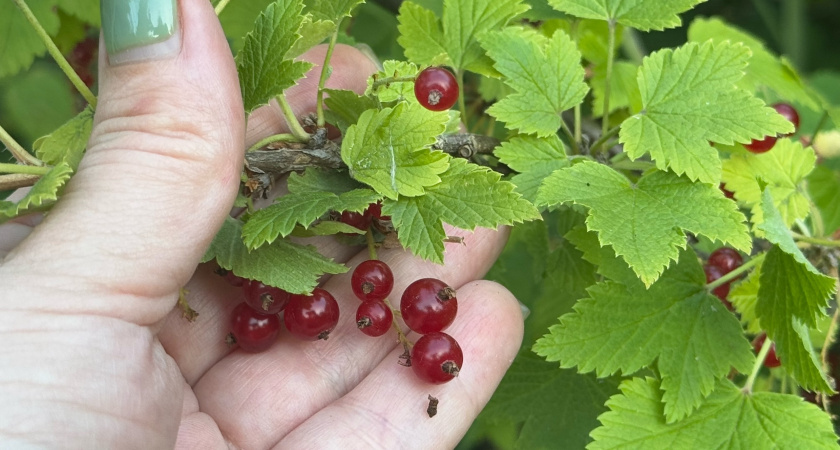    Фото: progorod43.ru